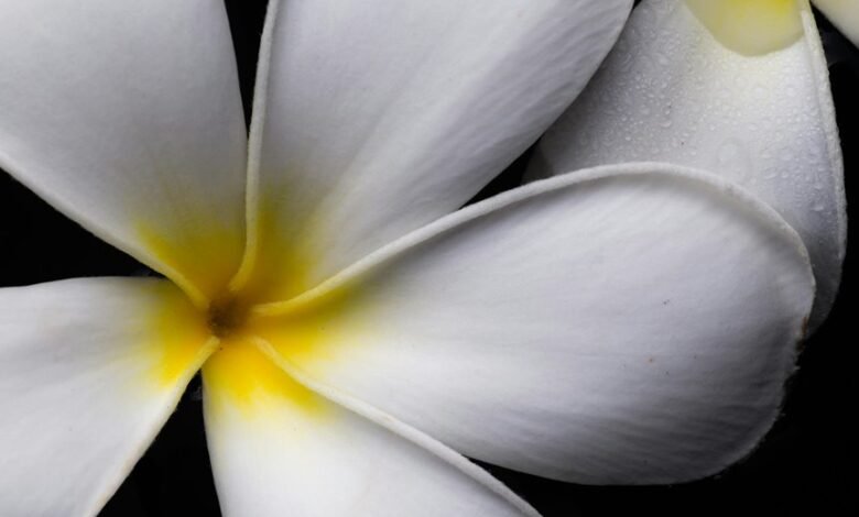 orchids and their significance