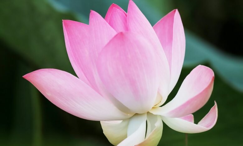 understanding htfenum overview explained